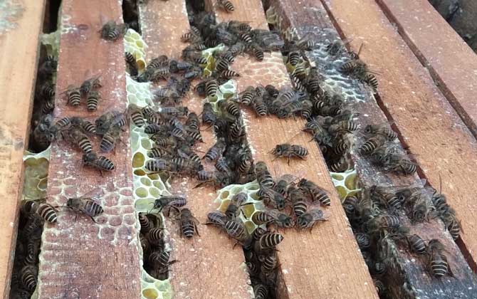 蜂群要幾脾蜂才能過冬? 蜂群