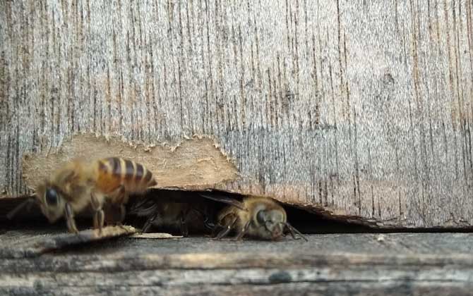 蜂群要幾脾蜂才能過冬? 蜂群