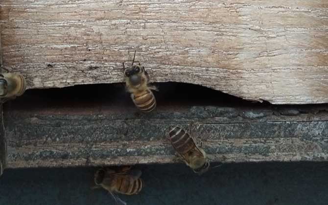 新收的蜜蜂為什么不做巢? 蜜蜂