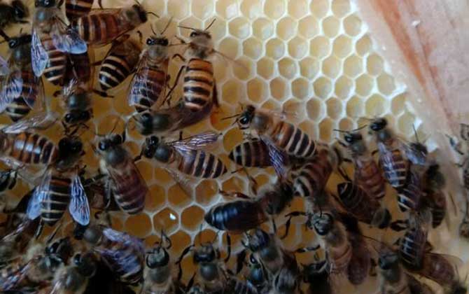 怎么將蛋群養(yǎng)成強(qiáng)群? 蛋群