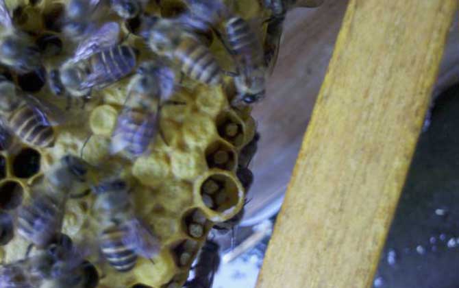 弱群怎么春繁成強群? 春繁