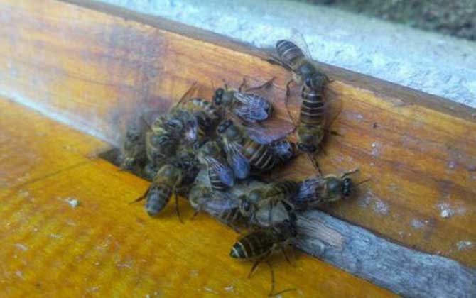 弱群怎么春繁成強群? 春繁