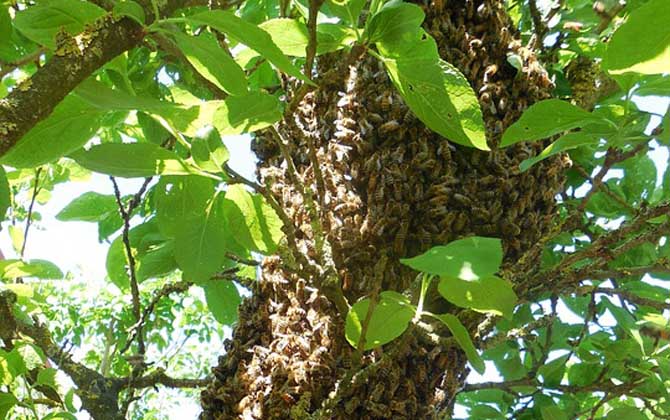 怎樣控制蜜蜂自然分蜂? 自然分蜂
