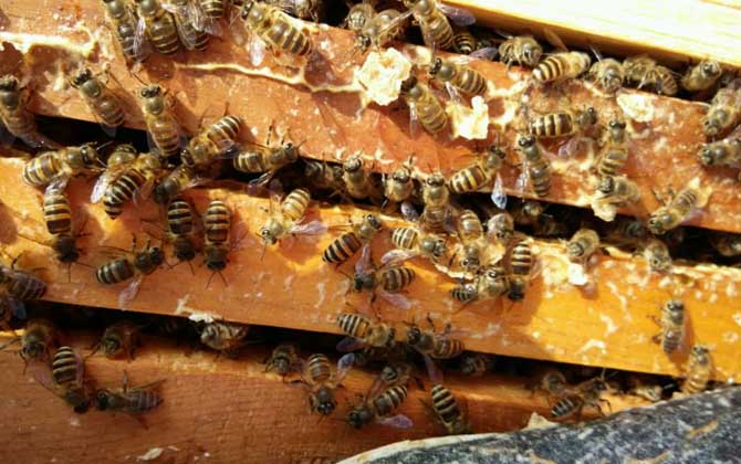 春季養(yǎng)蜂技術及注意事項 春季養(yǎng)蜂