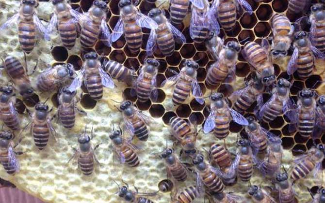 春季養(yǎng)蜂技術及注意事項 春季養(yǎng)蜂