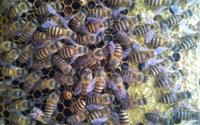 春季養(yǎng)蜂技術及注意事項 春季養(yǎng)蜂