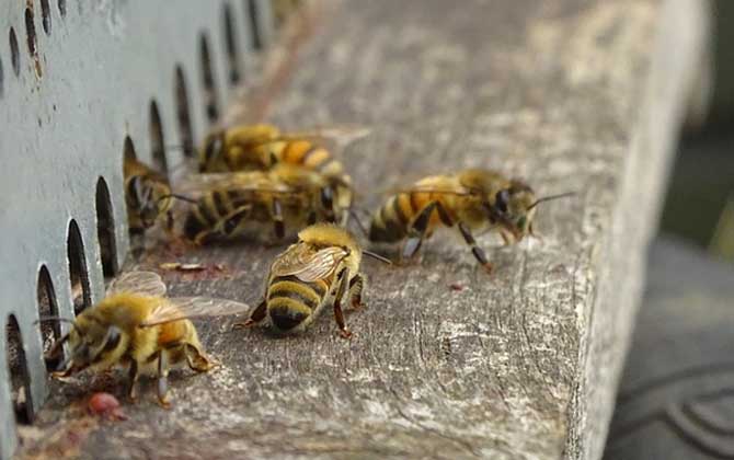 蜜蜂養殖技術及注意事項 蜜蜂養殖