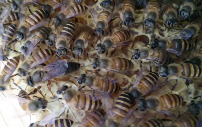 蜜蜂什么時候人工分蜂? 人工分蜂