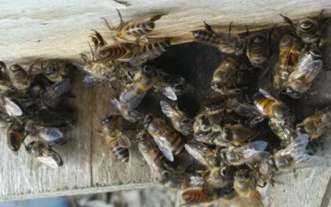 蜜蜂沖群是什么原因? 蜜蜂