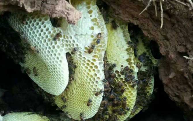 誘蜂洞挖好后怎么處理? 誘蜂洞