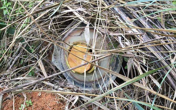 誘蜂洞好還是誘蜂箱好? 誘蜂