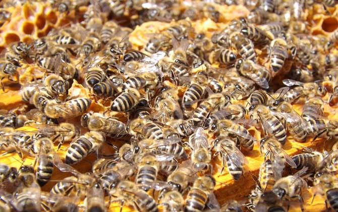 新手如何才能養好蜜蜂? 養蜂