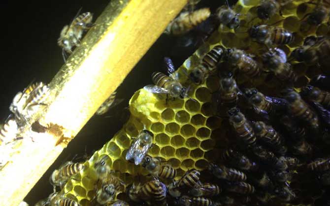 新手如何才能養好蜜蜂? 養蜂