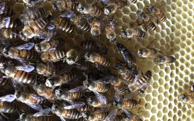 新手如何才能養好蜜蜂? 養蜂