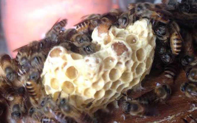 新手如何才能養好蜜蜂? 養蜂