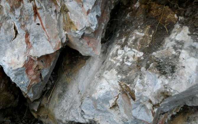 野生蜜蜂什么時候取蜜? 野生蜜蜂