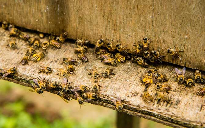 蜂群失王有什么表現? 蜂群失王