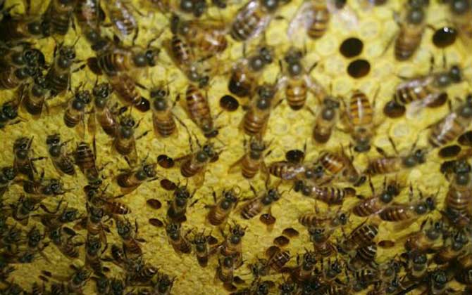蜜蜂繁殖