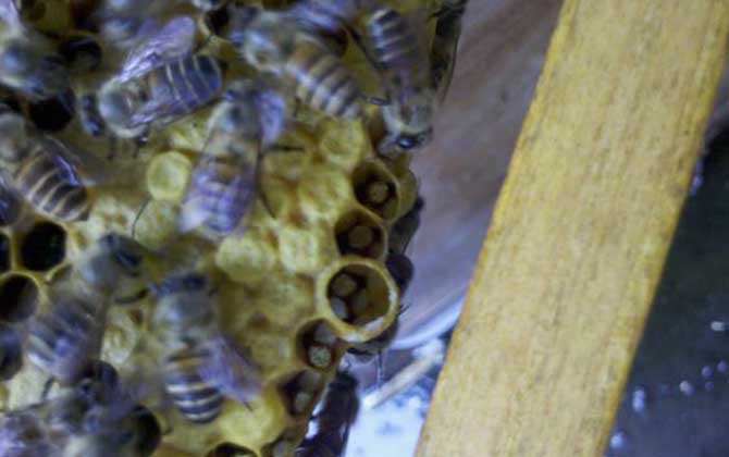 蜜蜂蛋群是什么意思? 蛋群