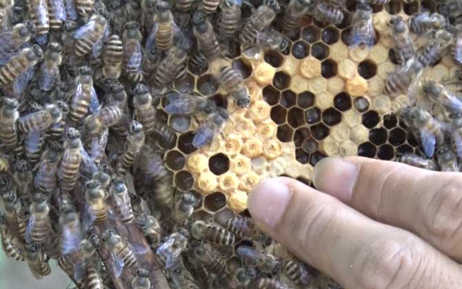 工蜂產(chǎn)卵20天怎么處理? 工蜂產(chǎn)卵