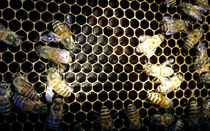 工蜂產(chǎn)卵20天怎么處理? 工蜂產(chǎn)卵