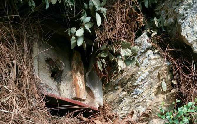 怎樣百分百誘到偵查蜂? 誘蜂