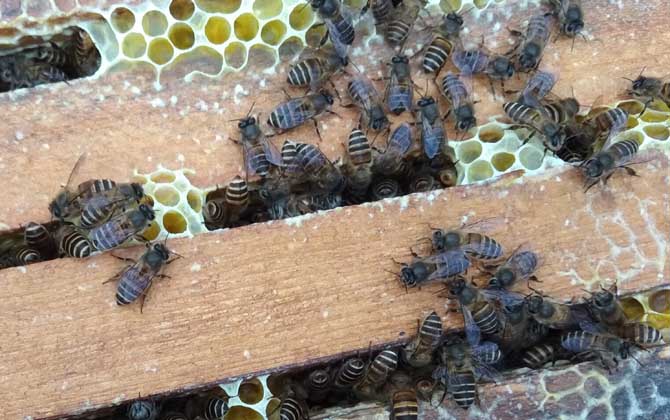 蜂群合并方法及注意事項 蜂群合并