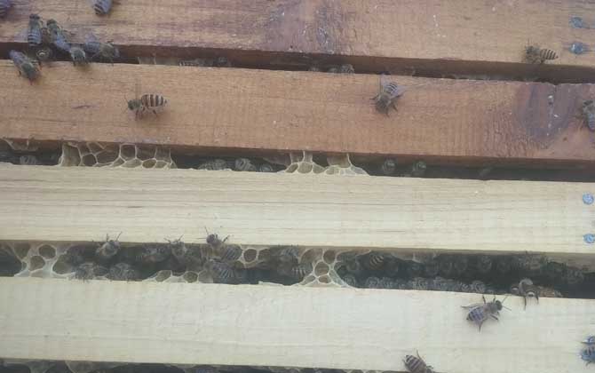 蜂群合并方法及注意事項 蜂群合并