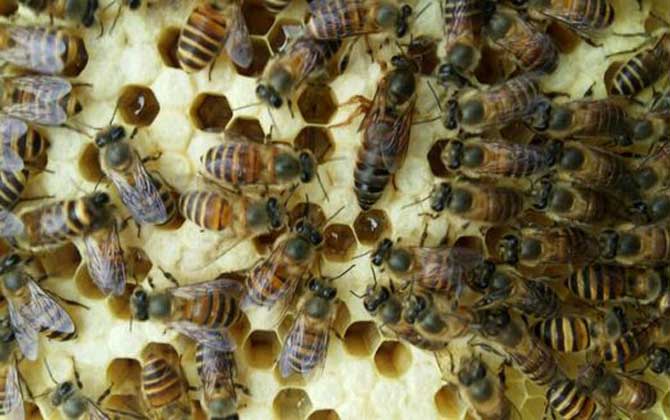 介王成功多久恢復(fù)產(chǎn)卵? 介王