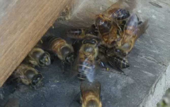 蜜蜂失王一個月怎么辦? 蜜蜂失王