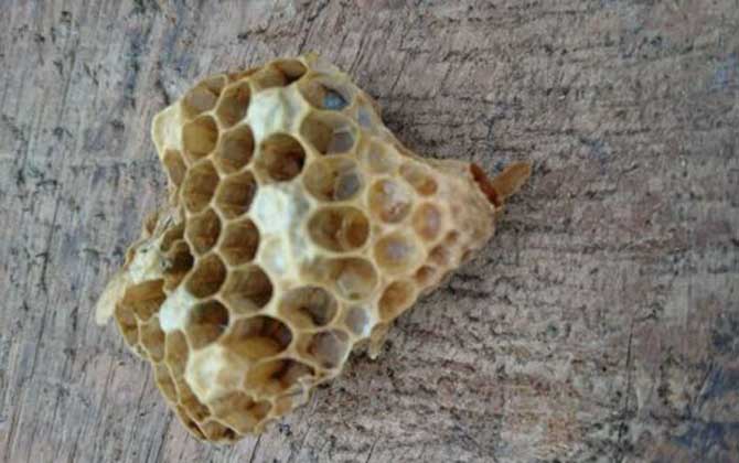 割脾造王的原理及育王技術 割脾造王