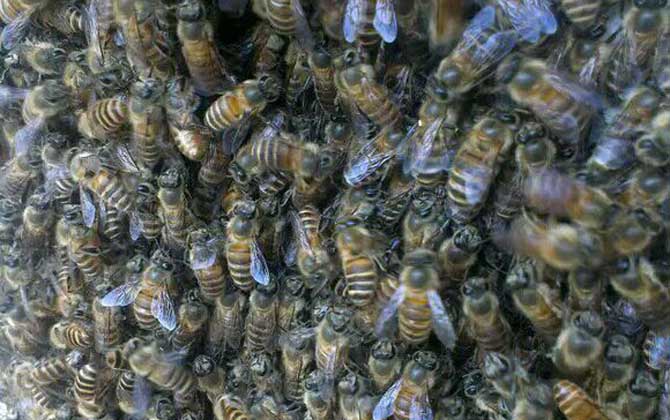 工蜂圍王蜂王多久會死? 工蜂圍王