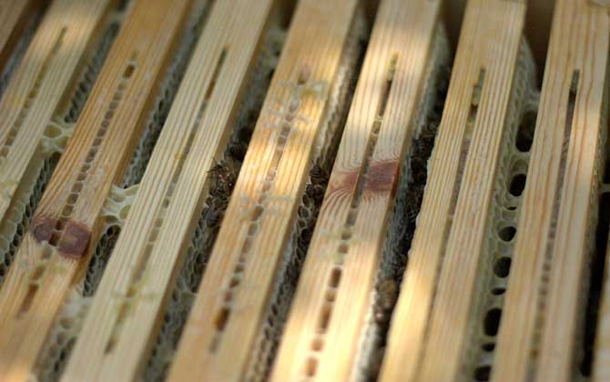 人工分蜂最佳時間及注意事項 人工分蜂