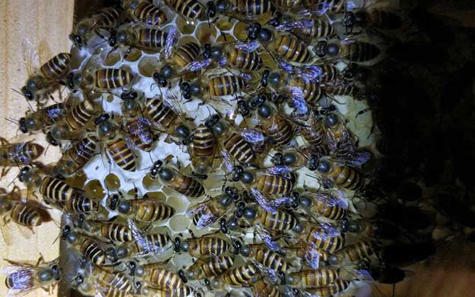 蜜蜂雞蛋群還能養活嗎? 雞蛋群