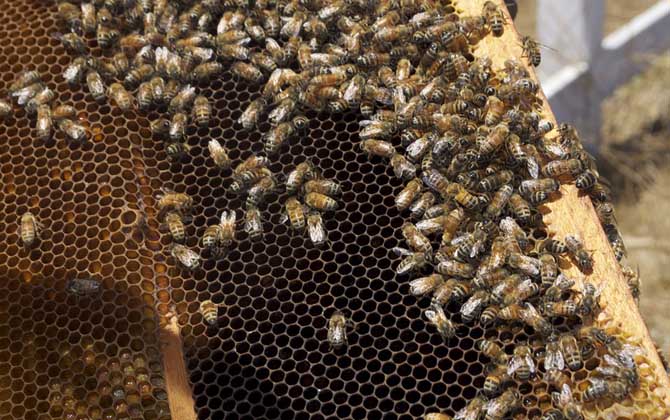 用白酒蜜蜂合群方法及注意事項 蜜蜂合群