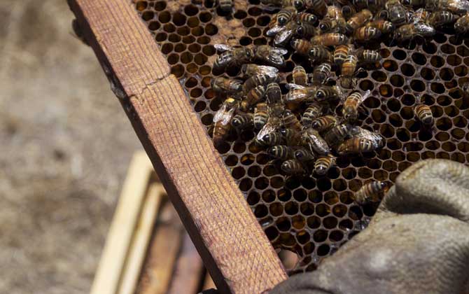 用白酒蜜蜂合群方法及注意事項 蜜蜂合群