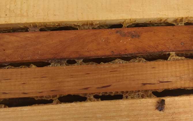 怎樣控制和消除分蜂熱? 分蜂熱