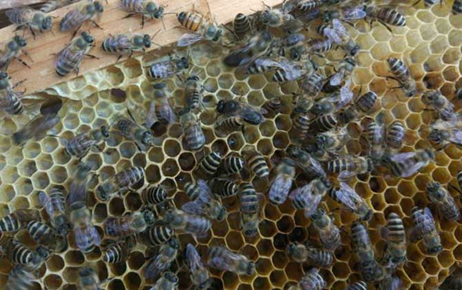 怎樣才能讓蜜蜂不分家? 蜜蜂