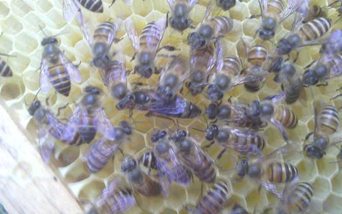 怎樣才能讓蜜蜂不分家? 蜜蜂