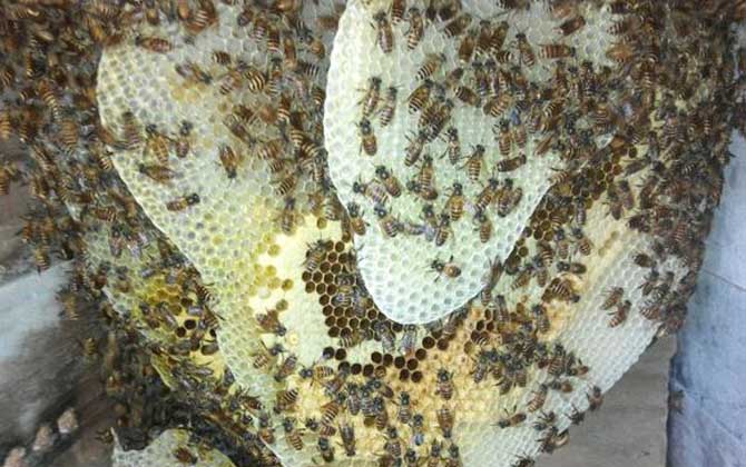 新收的蜜蜂要關幾天? 蜜蜂