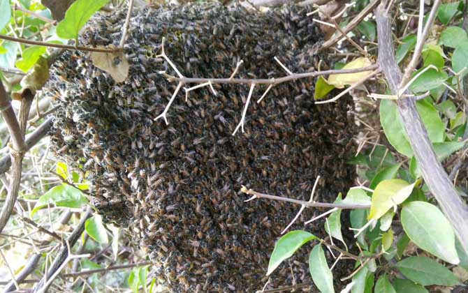 收蜂怎么判斷有沒有蜂王? 收蜂