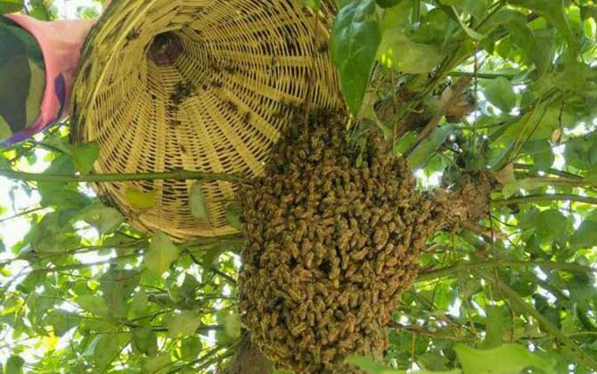 收蜂怎么判斷有沒有蜂王? 收蜂