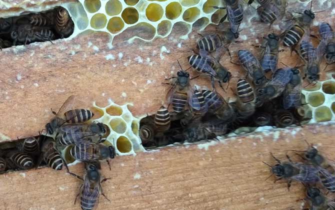 同箱分蜂技術及注意事項 同箱分蜂