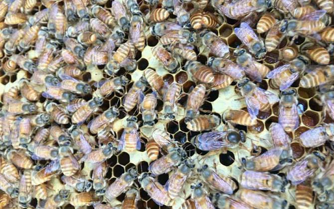 同箱分蜂技術及注意事項 同箱分蜂