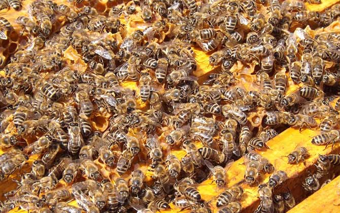 什么時候喂越冬蜂效果最好? 越冬蜂