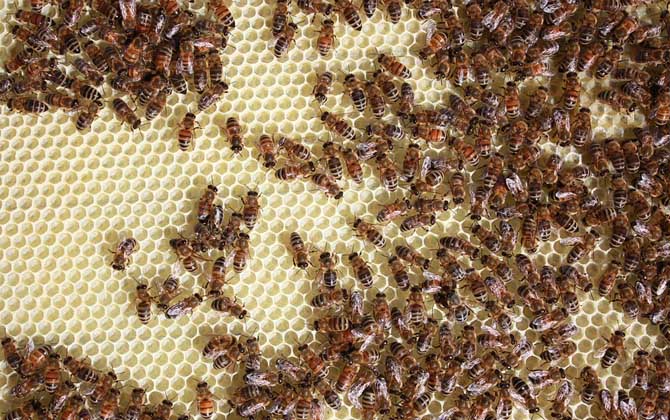 什么時候喂越冬蜂效果最好? 越冬蜂