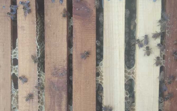 蜜蜂秋繁的重要性和關(guān)鍵技術(shù) 蜜蜂秋繁