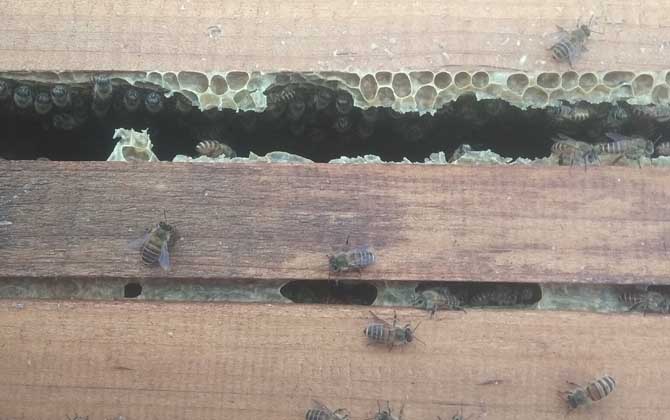 蜜蜂秋繁的重要性和關(guān)鍵技術(shù) 蜜蜂秋繁