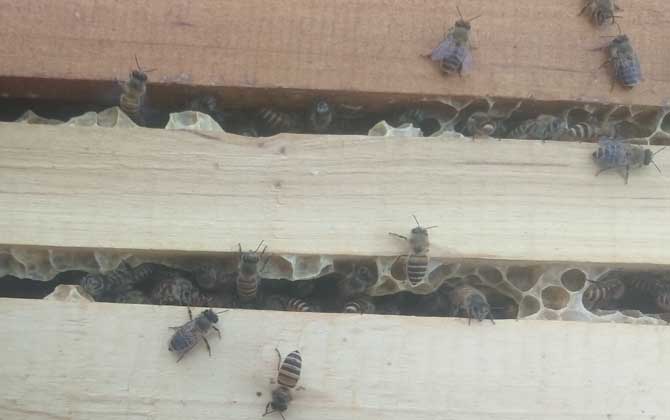 蜜蜂秋繁技術(shù)及注意事項(xiàng) 秋繁