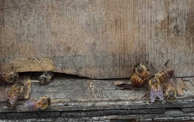 蜜蜂秋繁技術(shù)及注意事項(xiàng) 秋繁